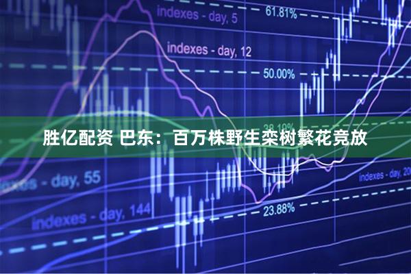 胜亿配资 巴东：百万株野生栾树繁花竞放